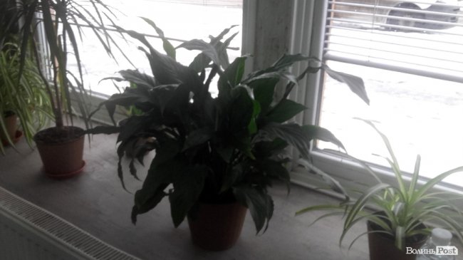 «ІнспекторGym». «Sport Time»: багато вазонів і павутиння