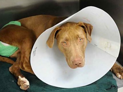 Догляд за собаками після кастрації: важливі аспекти*