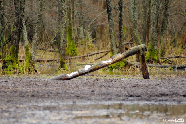 Лісівники показали, як розвивають мисливське господарство на Волині