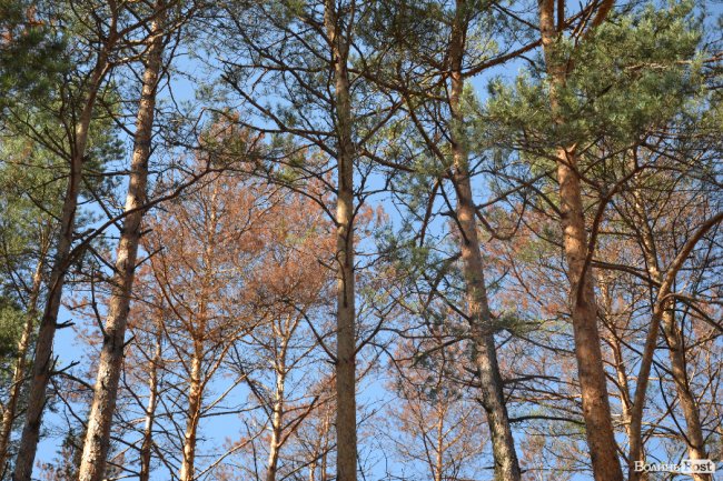 уражені дерева