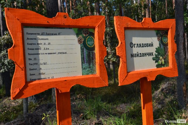 Волинські лісники б'ють на сполох: через шкідника відмирає сосновий ліс