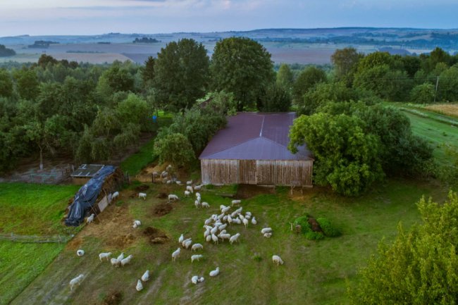 Сім'я з Луцька покинула у місті успішний бізнес і створила на хуторі овечу ферму. ФОТО. ВІДЕО