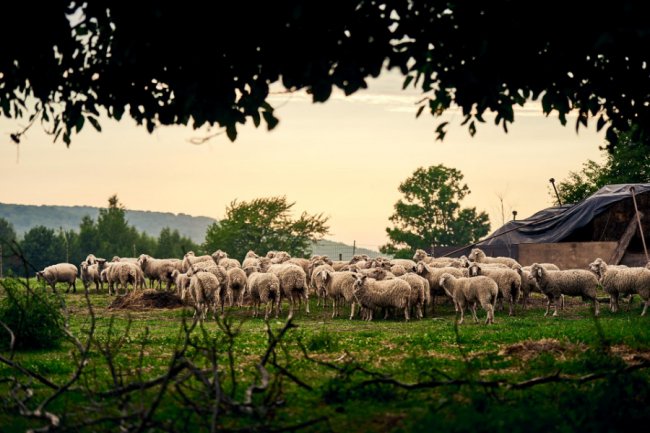 Сім'я з Луцька покинула у місті успішний бізнес і створила на хуторі овечу ферму. ФОТО. ВІДЕО