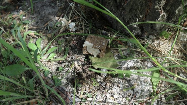 Сказ на Волині: чоловік відбивався від вовка вилами