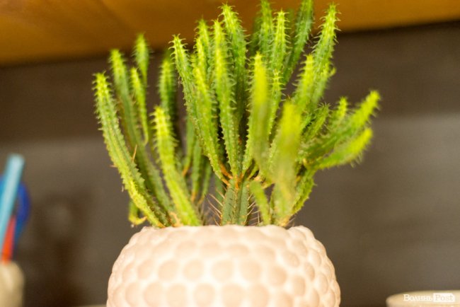 Бізнес у стилі «лофт»: майстриня з Луцька вирощує рослини в бетоні. ФОТО