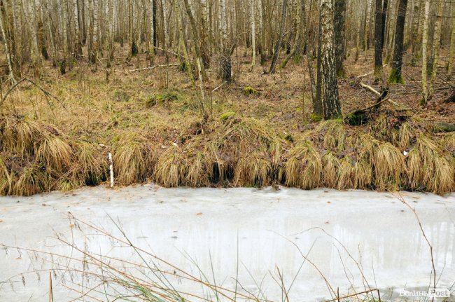 Лісівники показали, як розвивають мисливське господарство на Волині