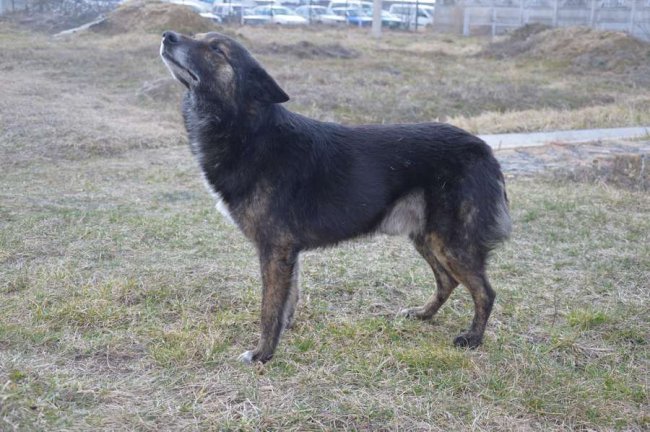 Погодні примхи: на якій висоті пропливають хмари над Луцьком та де дивитися найточніший прогноз