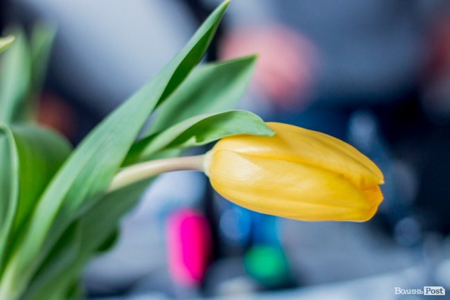 Фотопроект, вдячність «без слів» і «корпоративні» тюльпани: на луцькому «Кромберзі» креативно зустріли весну. ФОТО*