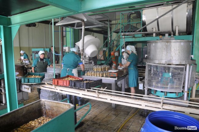 Маневицькими грибами смакуватиме Європа