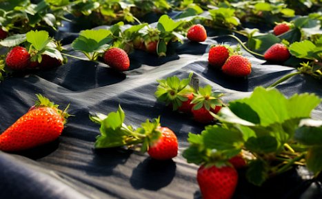 Підготування ґрунту для успішної посадки рослин