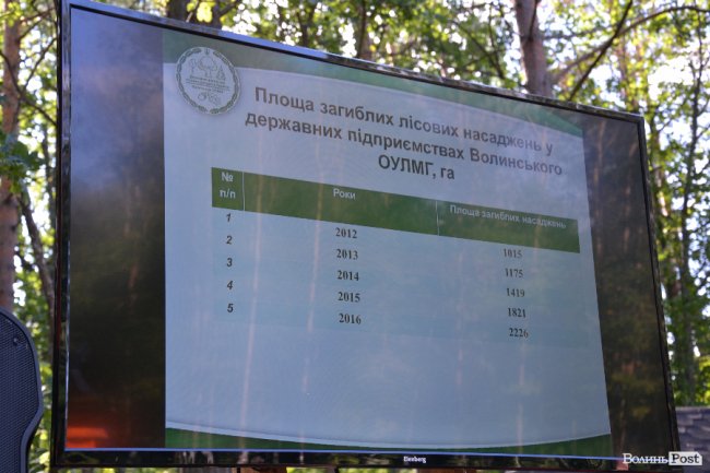 Волинські лісники б'ють на сполох: через шкідника відмирає сосновий ліс