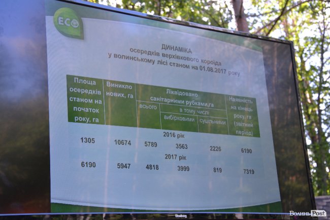 Волинські лісники б'ють на сполох: через шкідника відмирає сосновий ліс