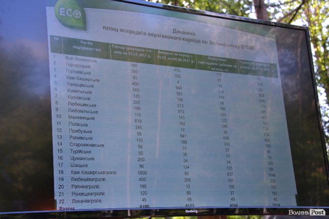 Волинські лісники б'ють на сполох: через шкідника відмирає сосновий ліс