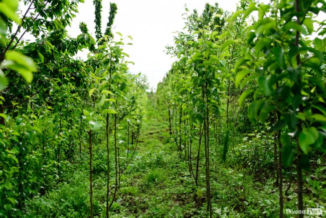 Трояндово-полуничний бізнес із ароматом сакур: родина під Луцьком вирощує плантації рослин. ФОТО