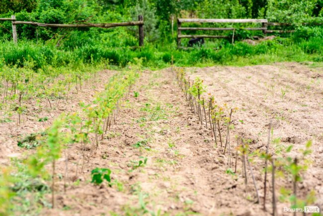 Трояндово-полуничний бізнес із ароматом сакур: родина під Луцьком вирощує плантації рослин. ФОТО