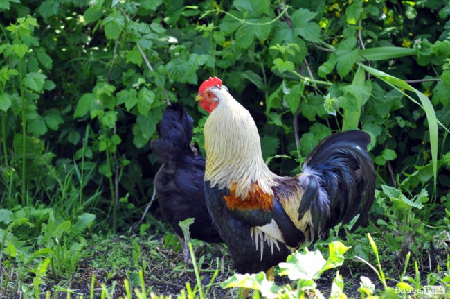 Місце, де спинився час: загублені на Волині Сваловичі 