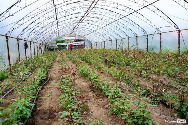 Трояндово-полуничний бізнес із ароматом сакур: родина під Луцьком вирощує плантації рослин. ФОТО