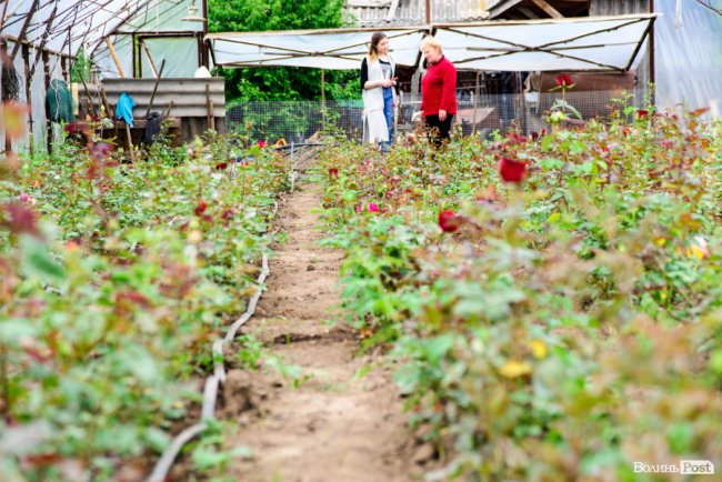 Трояндово-полуничний бізнес із ароматом сакур: родина під Луцьком вирощує плантації рослин. ФОТО