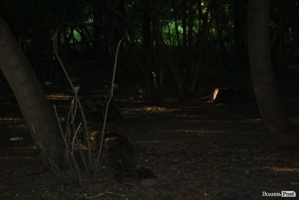 У якому стані луцькі пляжі. ФОТО