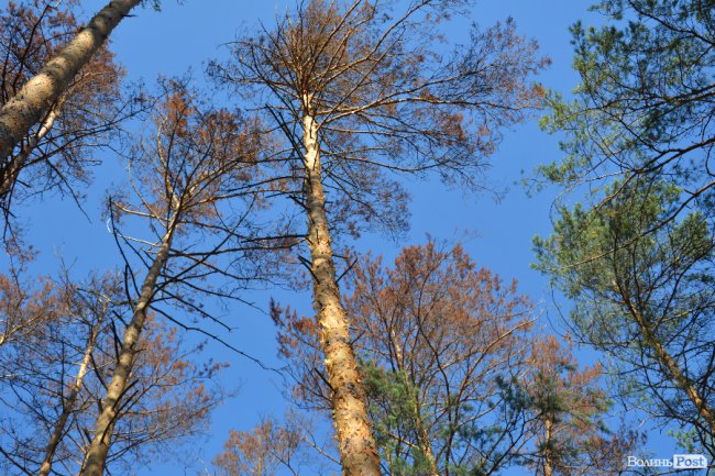 Волинські лісники б'ють на сполох: через шкідника відмирає сосновий ліс