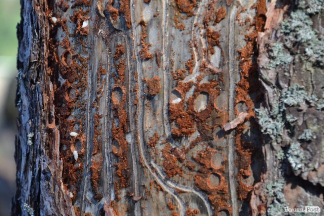 пошкоджена шкідником кора