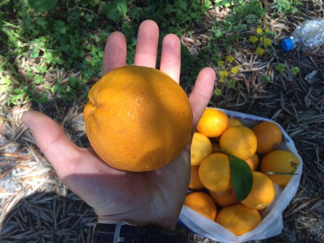 «Нотатки мандрівника» Ярослава Тарнавського: корисні лайфхаки дешевих мандрів