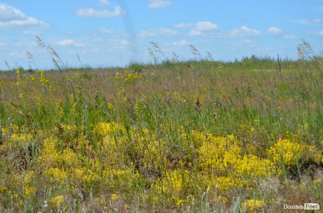 Стріляли та лікували: як на Волині тренується тероборона