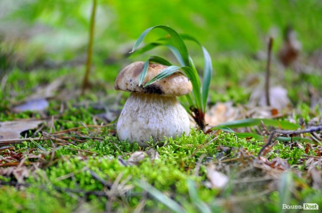 Маневицькими грибами смакуватиме Європа