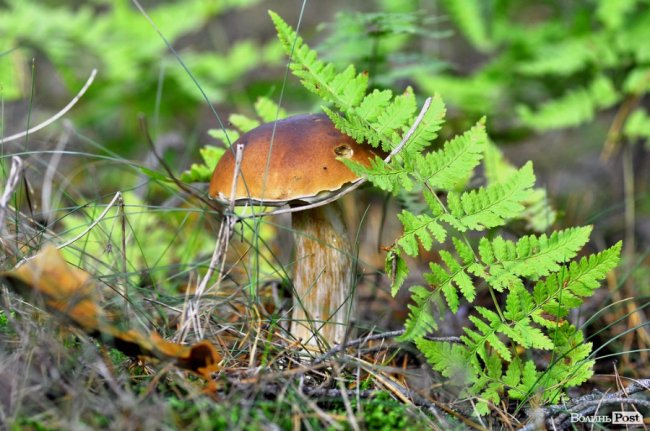 Маневицькими грибами смакуватиме Європа