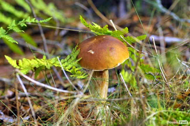 Маневицькими грибами смакуватиме Європа