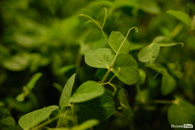 Лучанка створила вдома маленьку ферму і вирощує новомодний мікрогрін. ФОТО