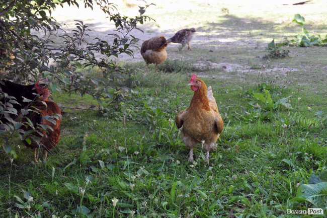 Отець Терентій Цапчук: «На Волині Українська Греко-Католицька Церква має столітню історію»