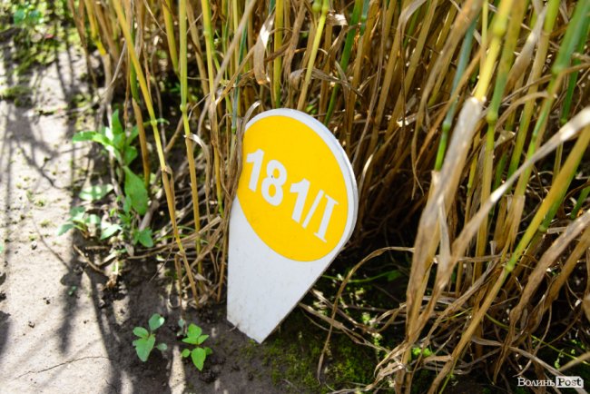 «Люблю кожен колосок»: розмова про 51 рік роботи серед пшеничного різноманіття. ФОТО