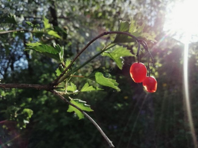«Не просто будинок з євроремонтом, а садиба щасливих»: лучанка перетворила помешкання за містом в арт-простір. ФОТО
