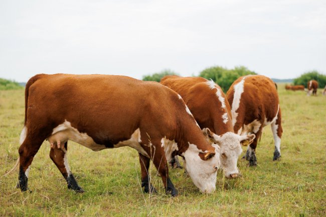 Розвиваємо напрям тваринництва на підприємстві «МХП-Баффало» та філії «Рідний край»