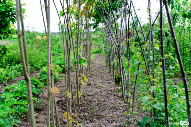 Трояндово-полуничний бізнес із ароматом сакур: родина під Луцьком вирощує плантації рослин. ФОТО