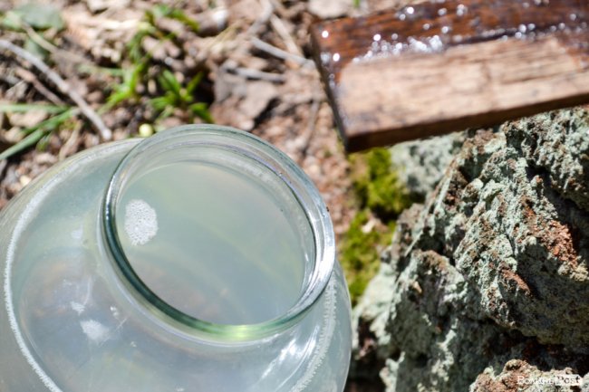 Природа – не на карантині: у волинських лісах збирають березовий сік для декількох континентів. ФОТО