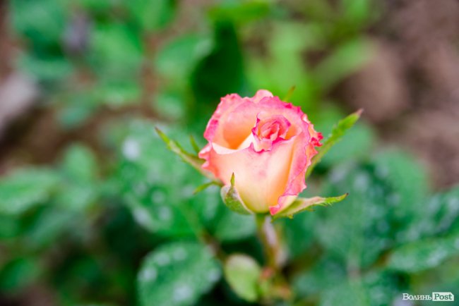 Трояндово-полуничний бізнес із ароматом сакур: родина під Луцьком вирощує плантації рослин. ФОТО