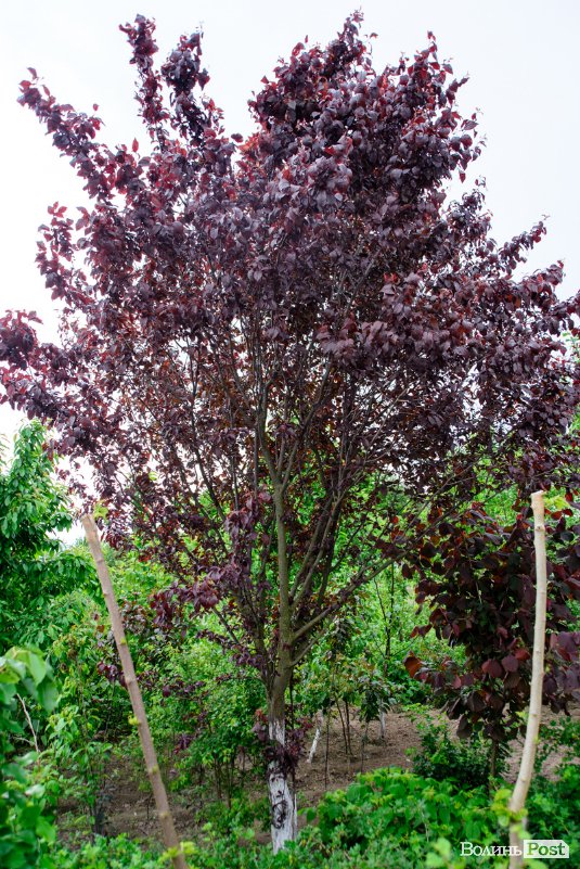Трояндово-полуничний бізнес із ароматом сакур: родина під Луцьком вирощує плантації рослин. ФОТО
