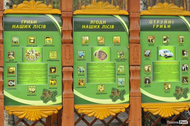 Маневицькими грибами смакуватиме Європа