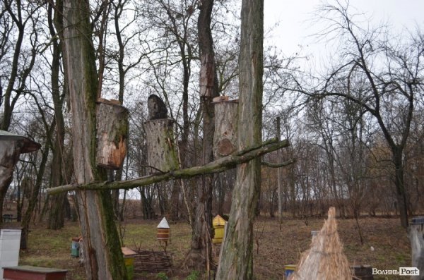 Бджільництво по-волинськи: луцькі пасічники створили «музей меду»