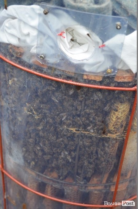 Оглядовий вулик