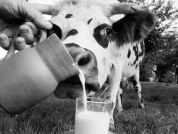 Молочна яма: чому влада замовчує проблеми аграрної галузі?