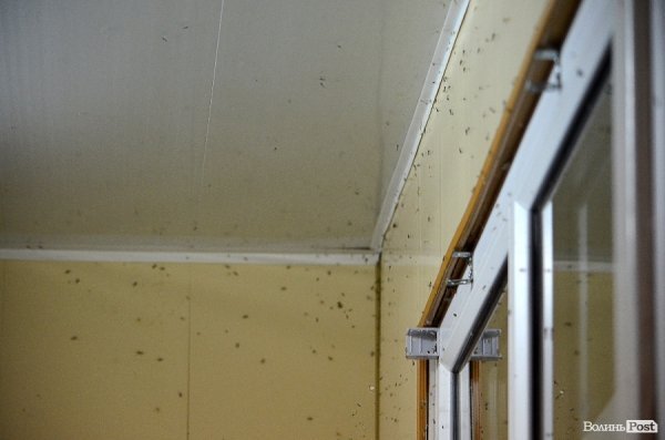 Грабіж «під кайфом» та полювання «на живця»: одна ніч із життя Луцька