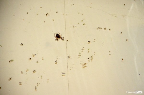 Грабіж «під кайфом» та полювання «на живця»: одна ніч із життя Луцька