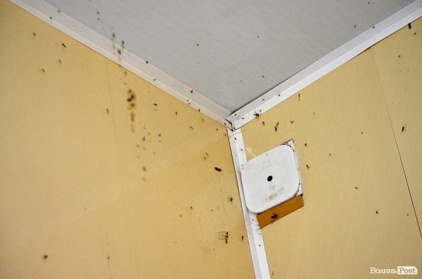 Грабіж «під кайфом» та полювання «на живця»: одна ніч із життя Луцька