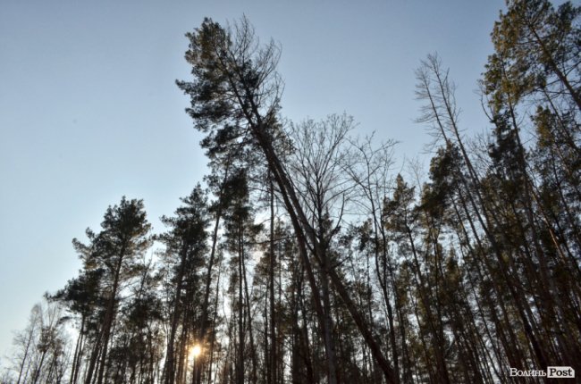 Заповідник чи «порохова діжка»: частина дерев у «Цуманській пущі» стала небезпекою