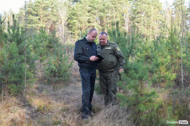 Перевірити законність рубки тепер може кожен: як працює пілотний проект «Ліс у смартфоні» на Волині. ФОТО