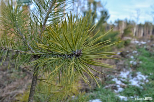 Заповідник чи «порохова діжка»: частина дерев у «Цуманській пущі» стала небезпекою
