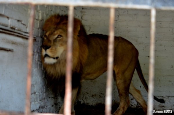 Що переживають звірі під час реконструкції луцького зоопарку